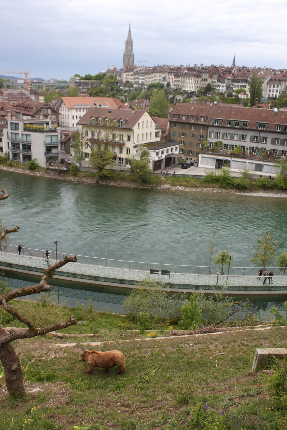 The bear park in Bern