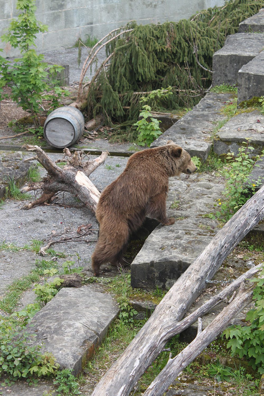 The bear park in Bern