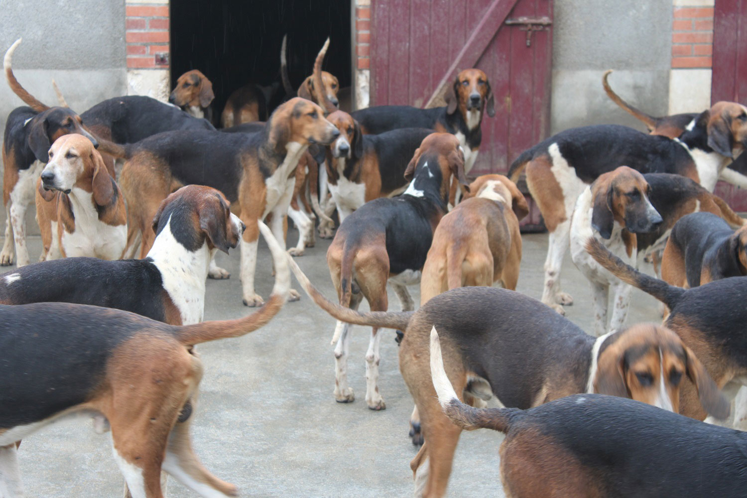 The Dogs of Chateau de Cheverny, Loire Valley