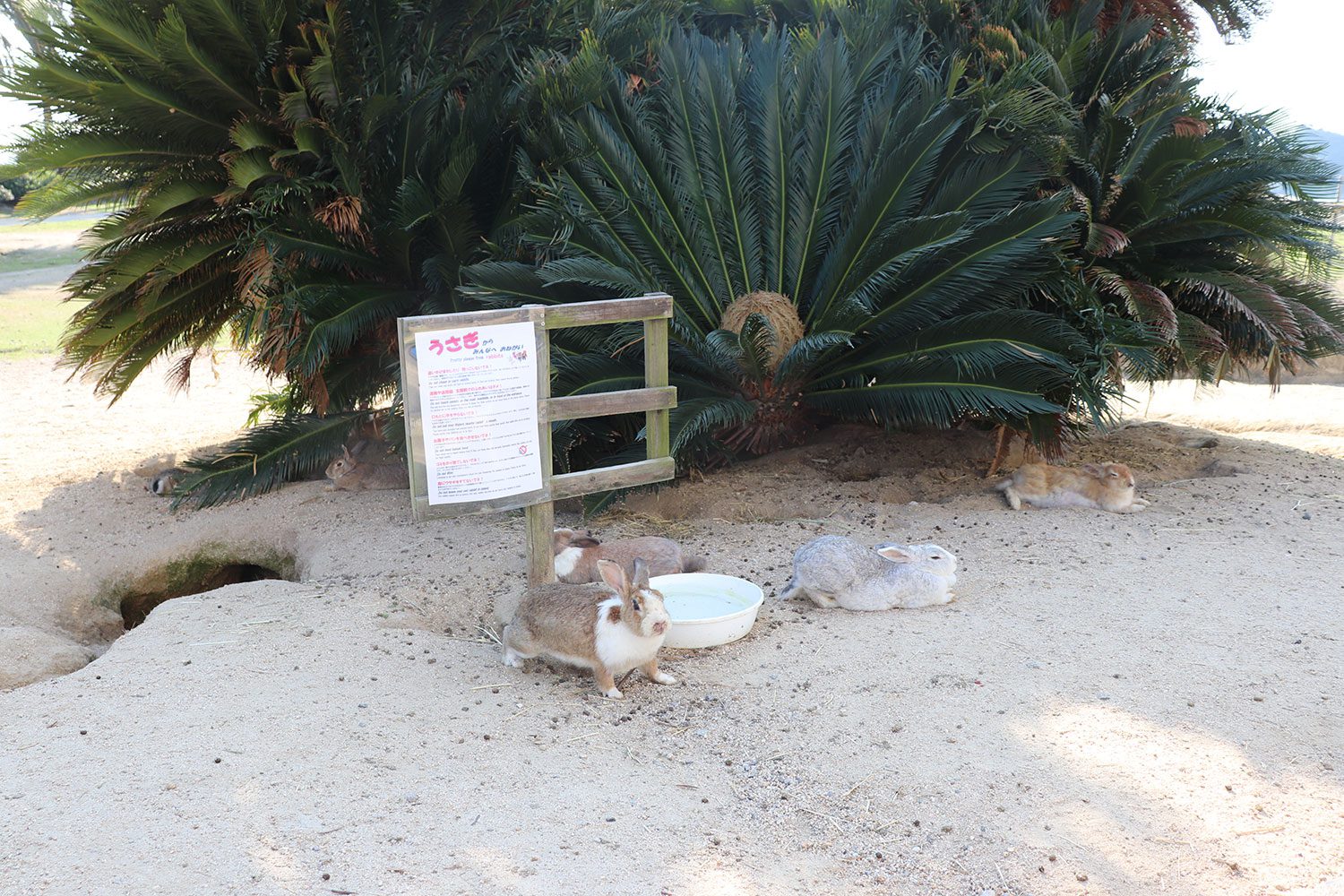 Okunoshima (Rabbit Island)