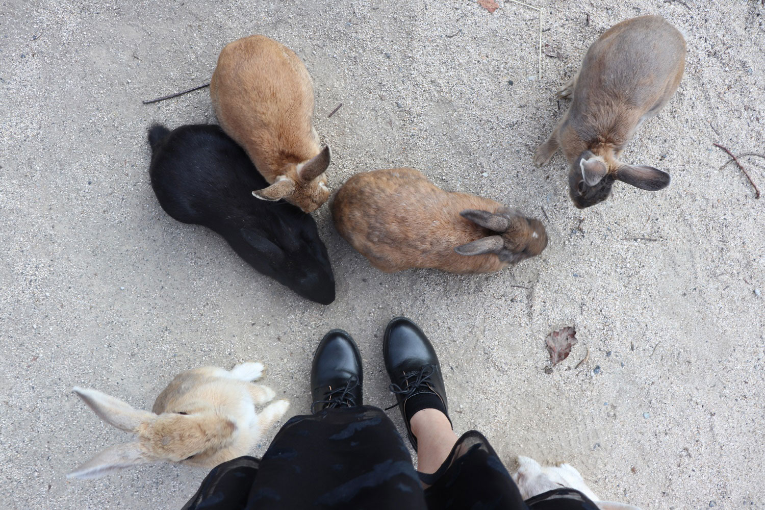 Okunoshima (Rabbit Island)