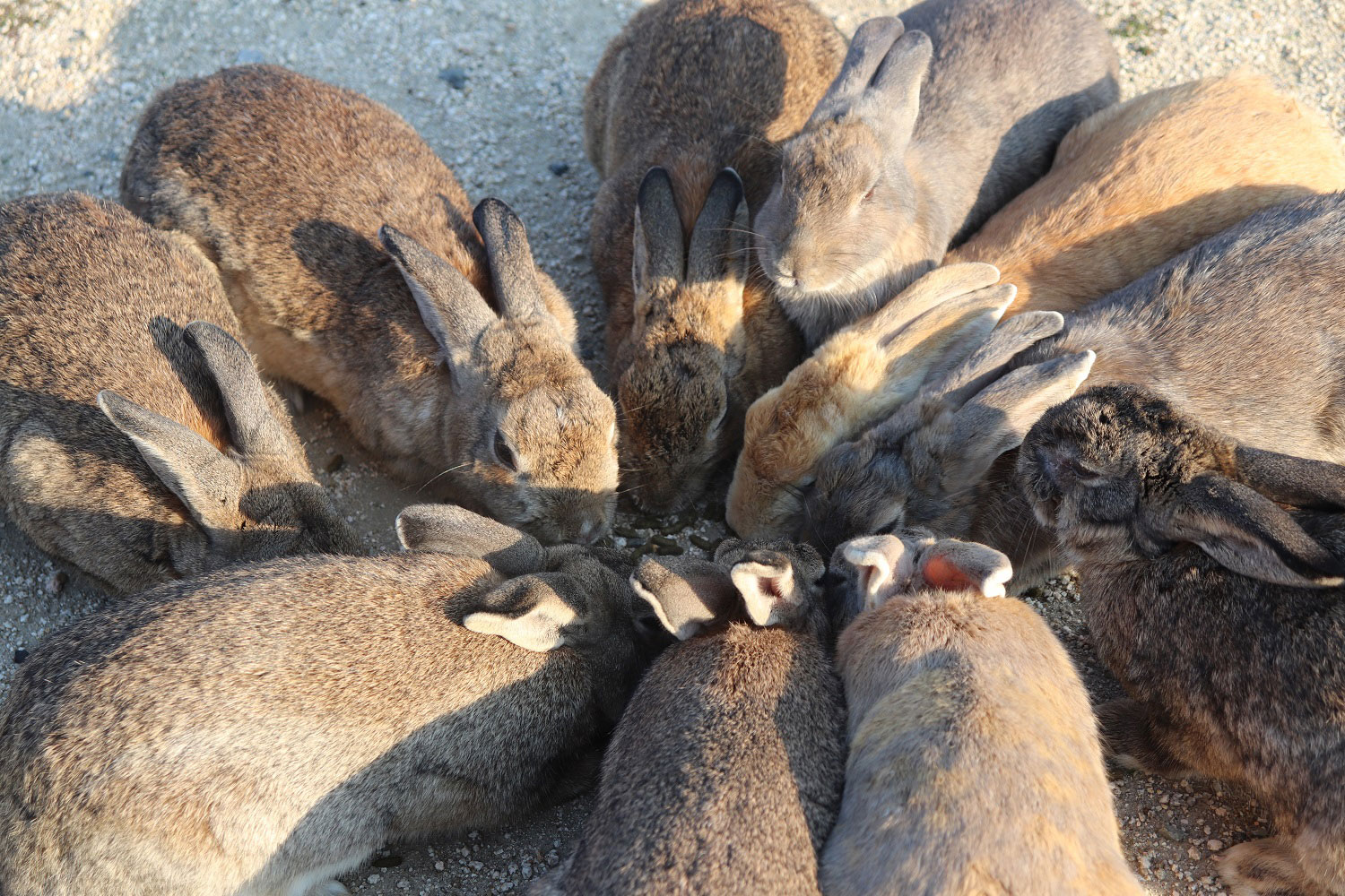 Okunoshima (Rabbit Island)