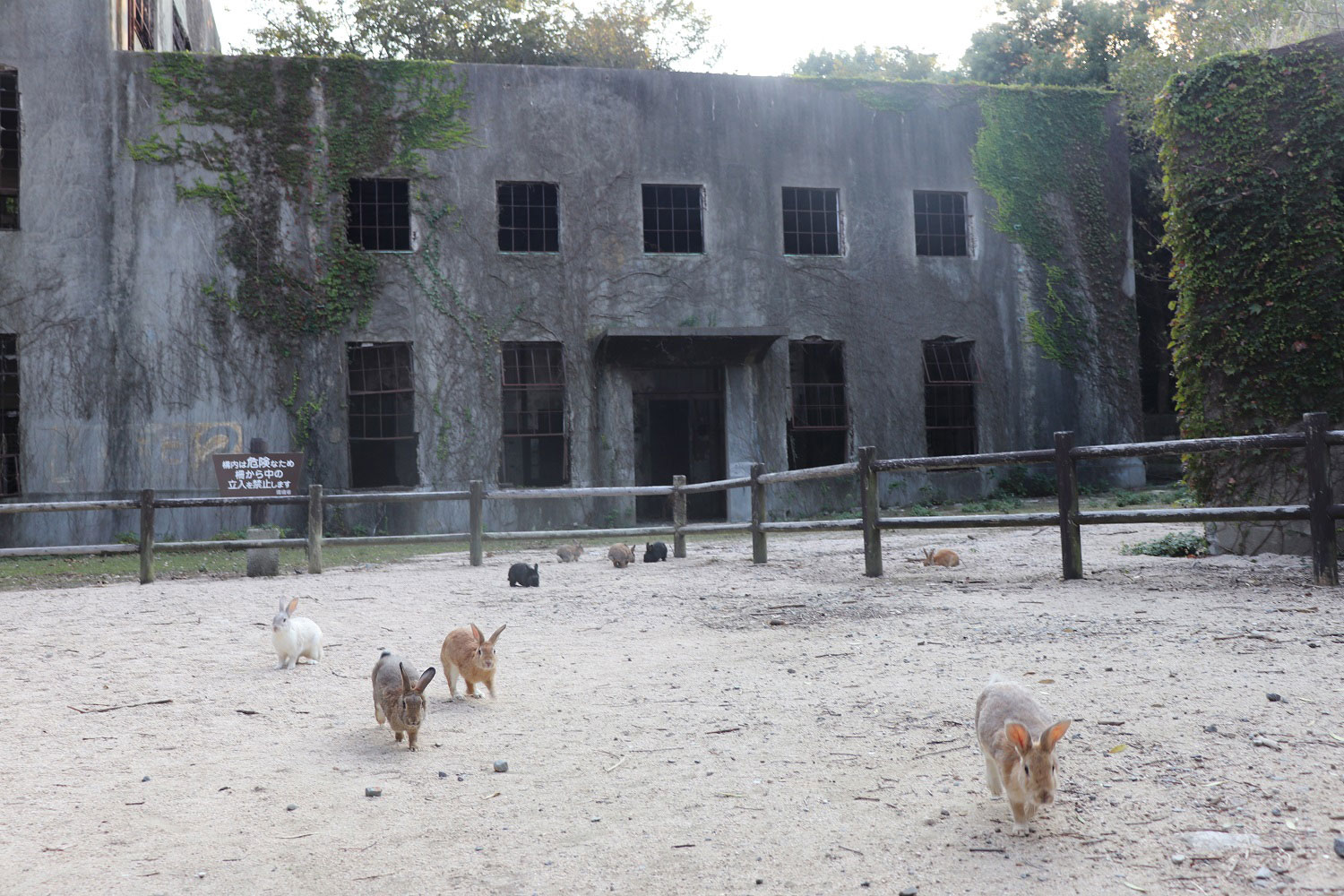 Okunoshima (Rabbit Island)