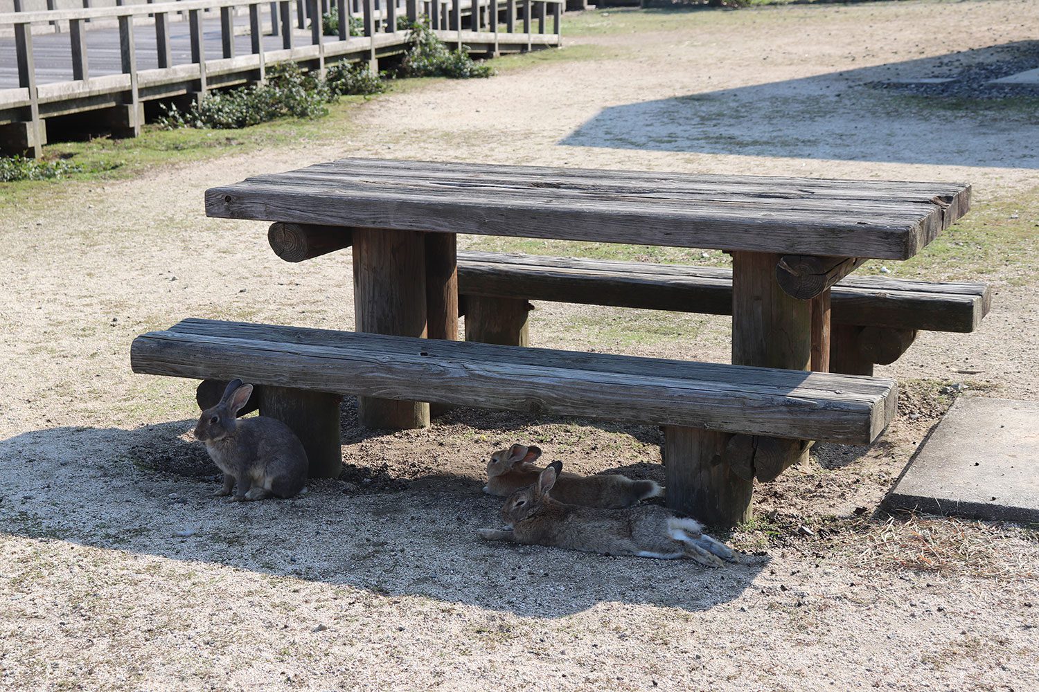 Okunoshima (Rabbit Island)