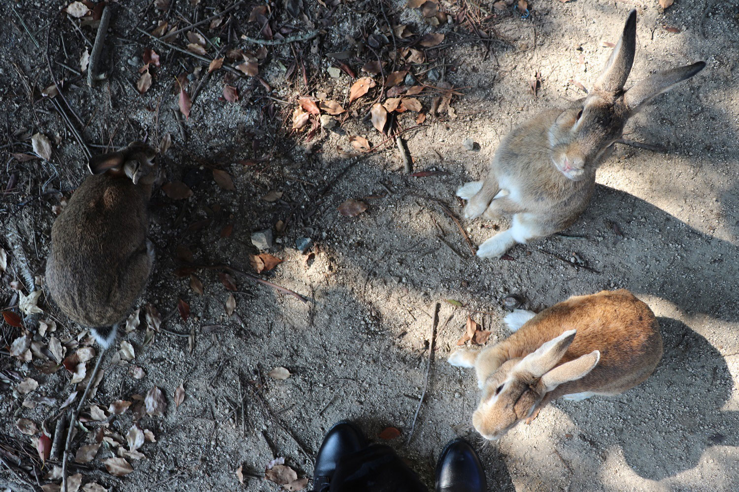 Okunoshima (Rabbit Island)