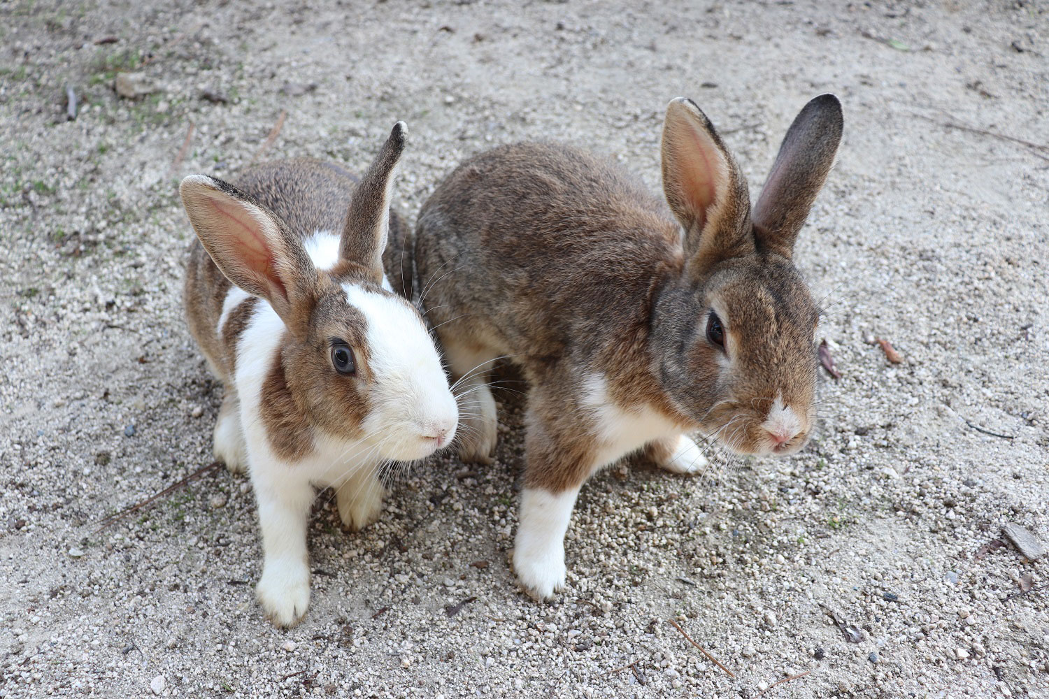 Okunoshima (Rabbit Island)