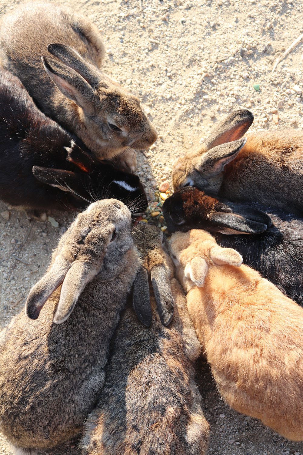 Okunoshima (Rabbit Island)