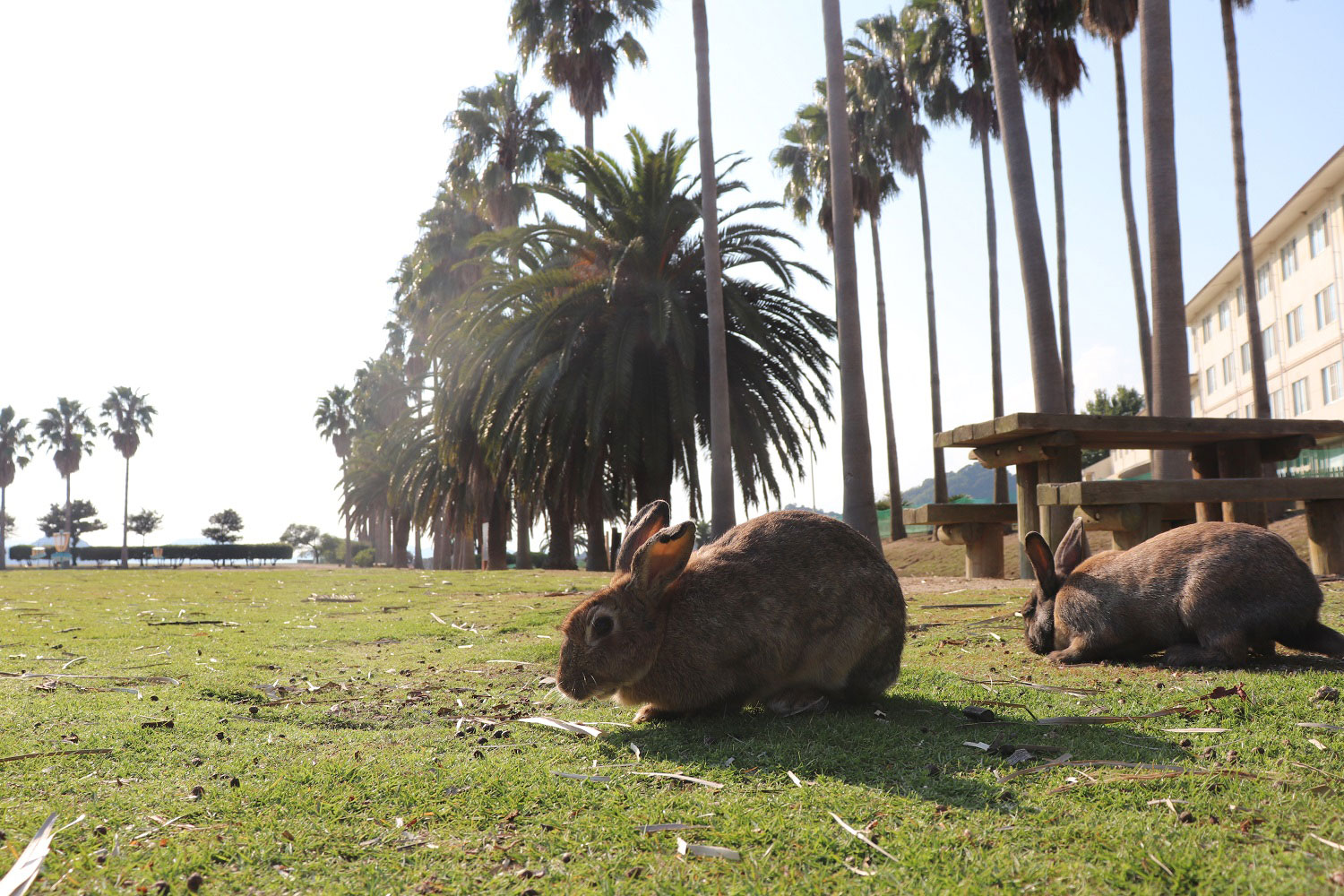 Okunoshima (Rabbit Island)