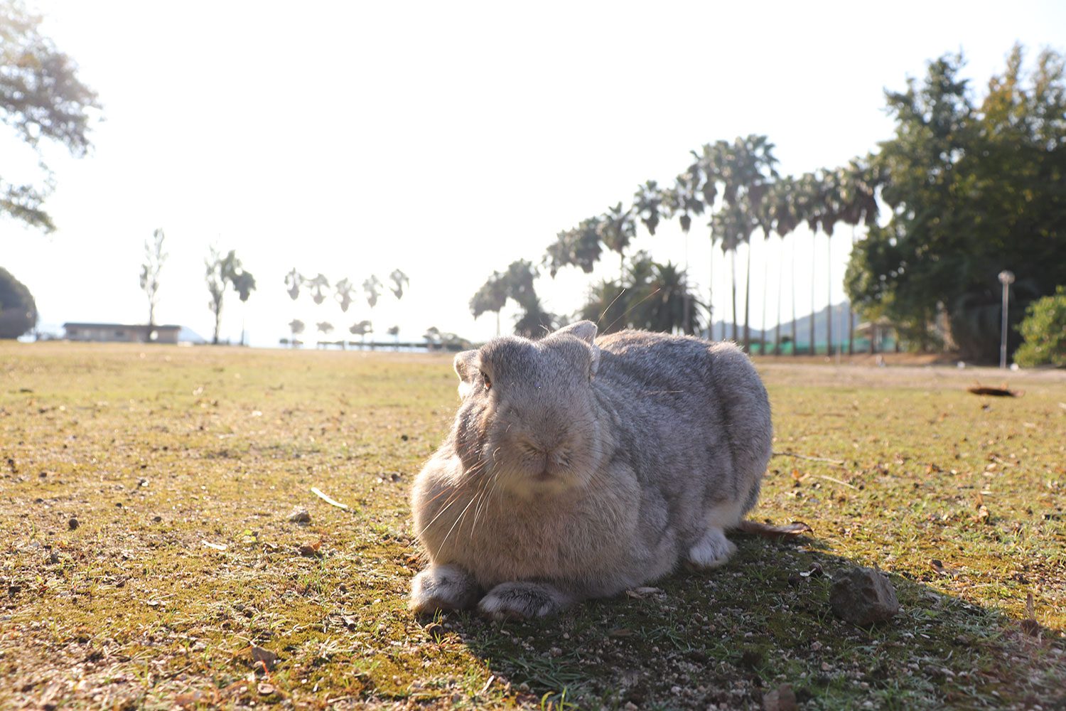 Okunoshima (Rabbit Island)