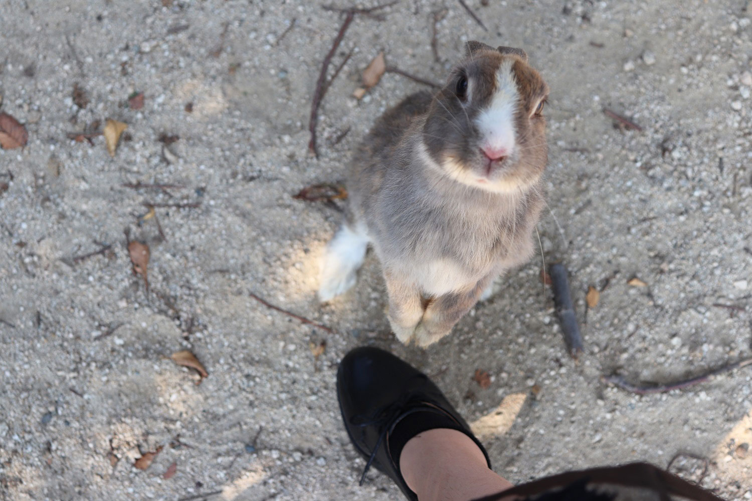 Okunoshima (Rabbit Island)