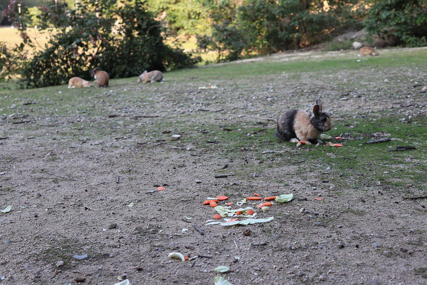 Okunoshima (Rabbit Island)