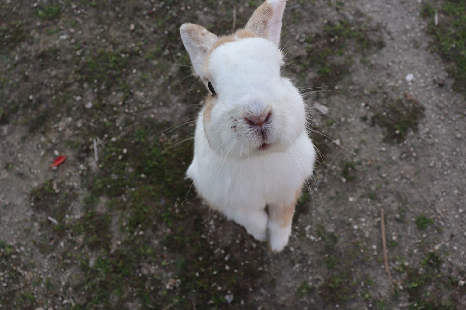 Okunoshima (Rabbit Island)