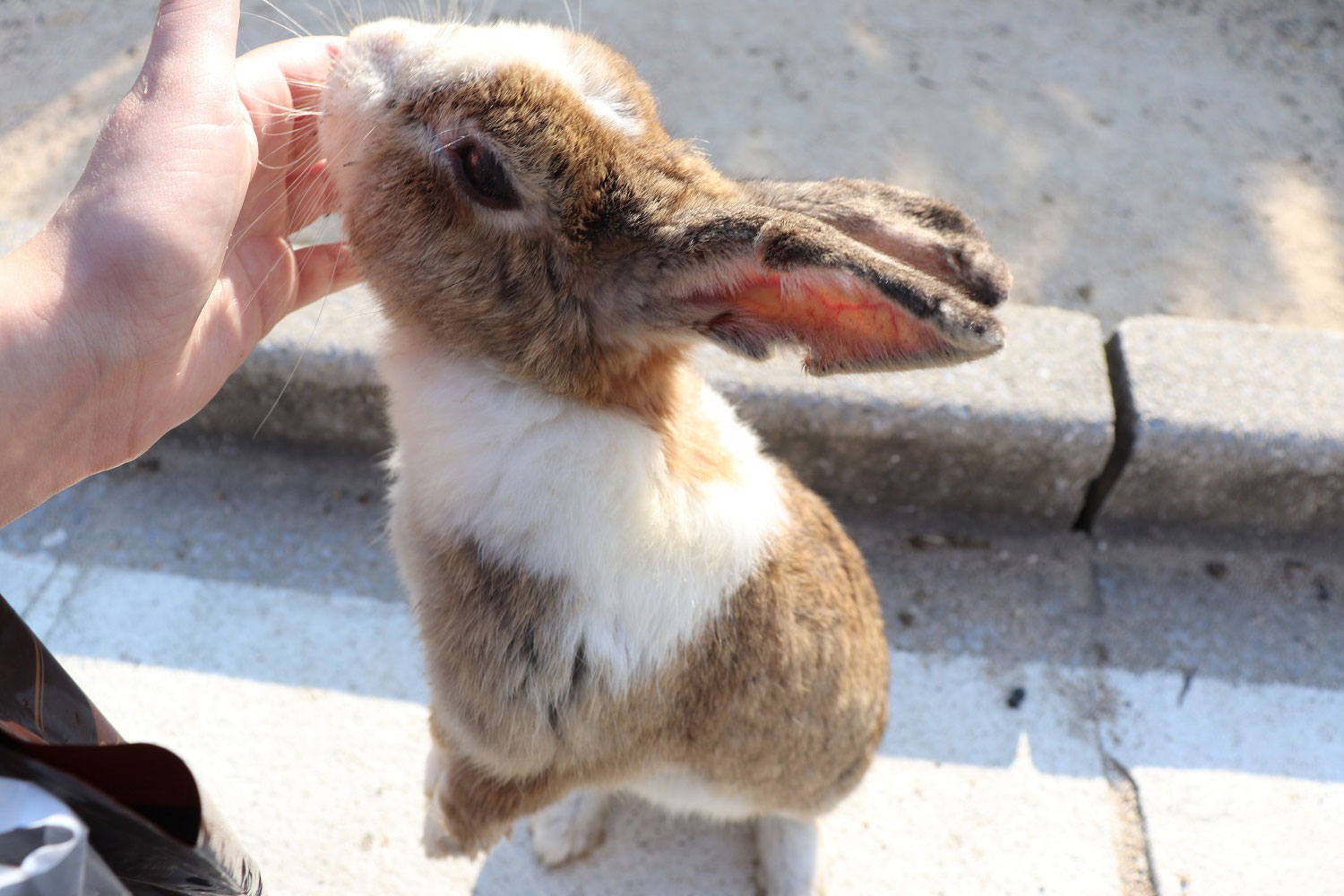 Okunoshima (Rabbit Island)