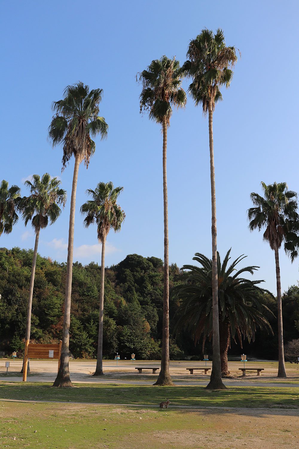 Okunoshima (Rabbit Island)