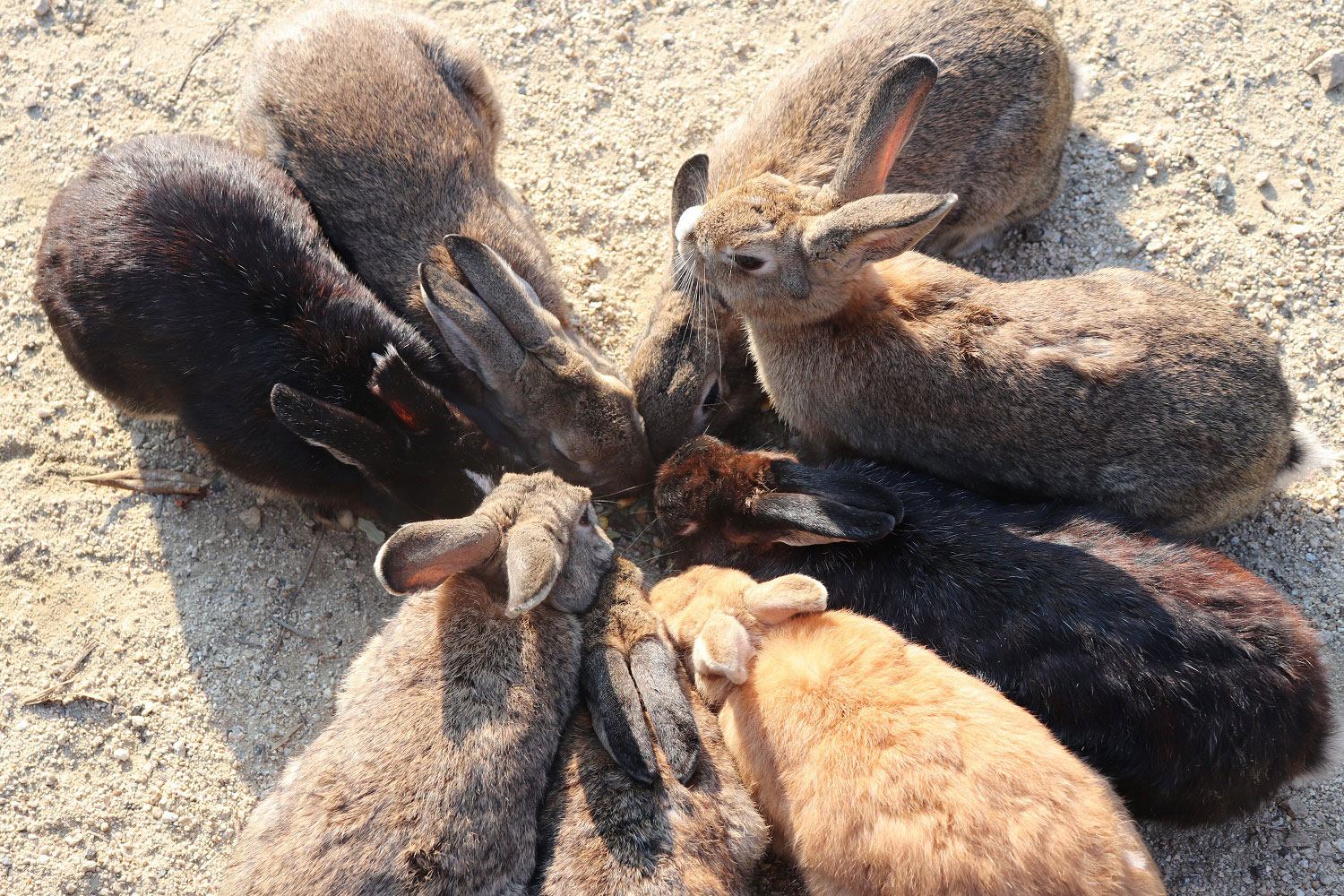 Okunoshima (Rabbit Island)