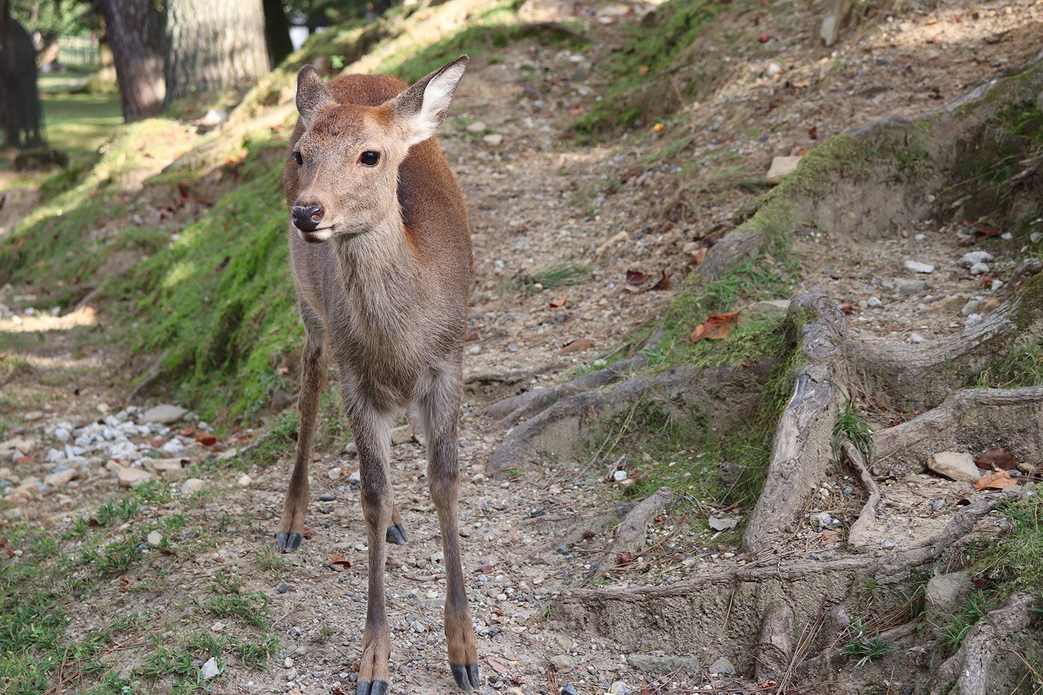 Nara, Japan