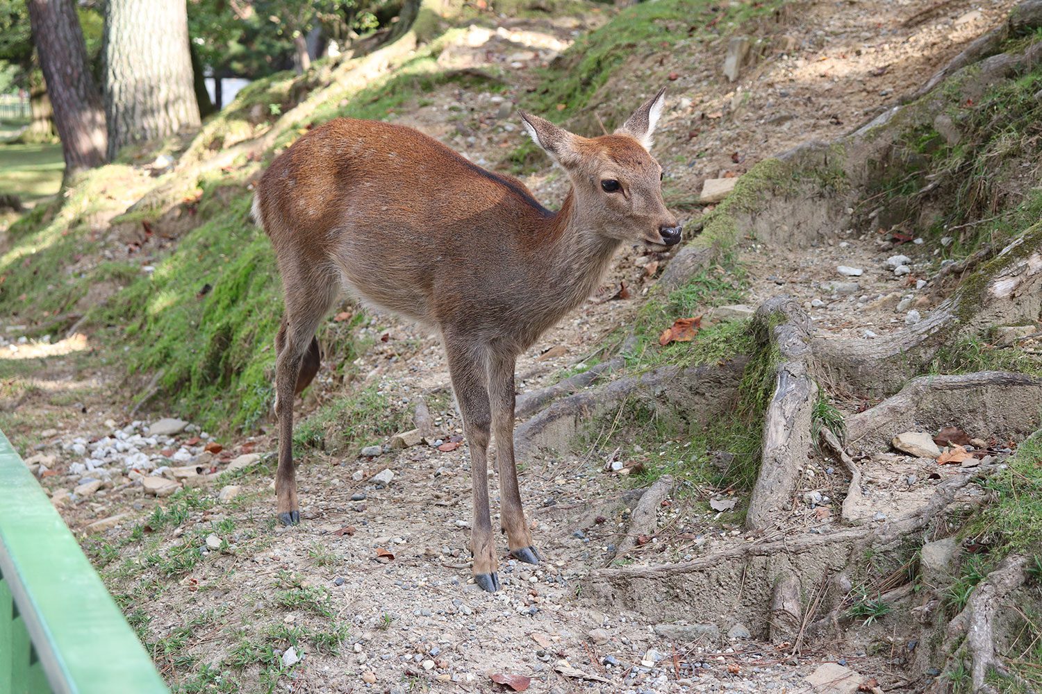 Nara, Japan