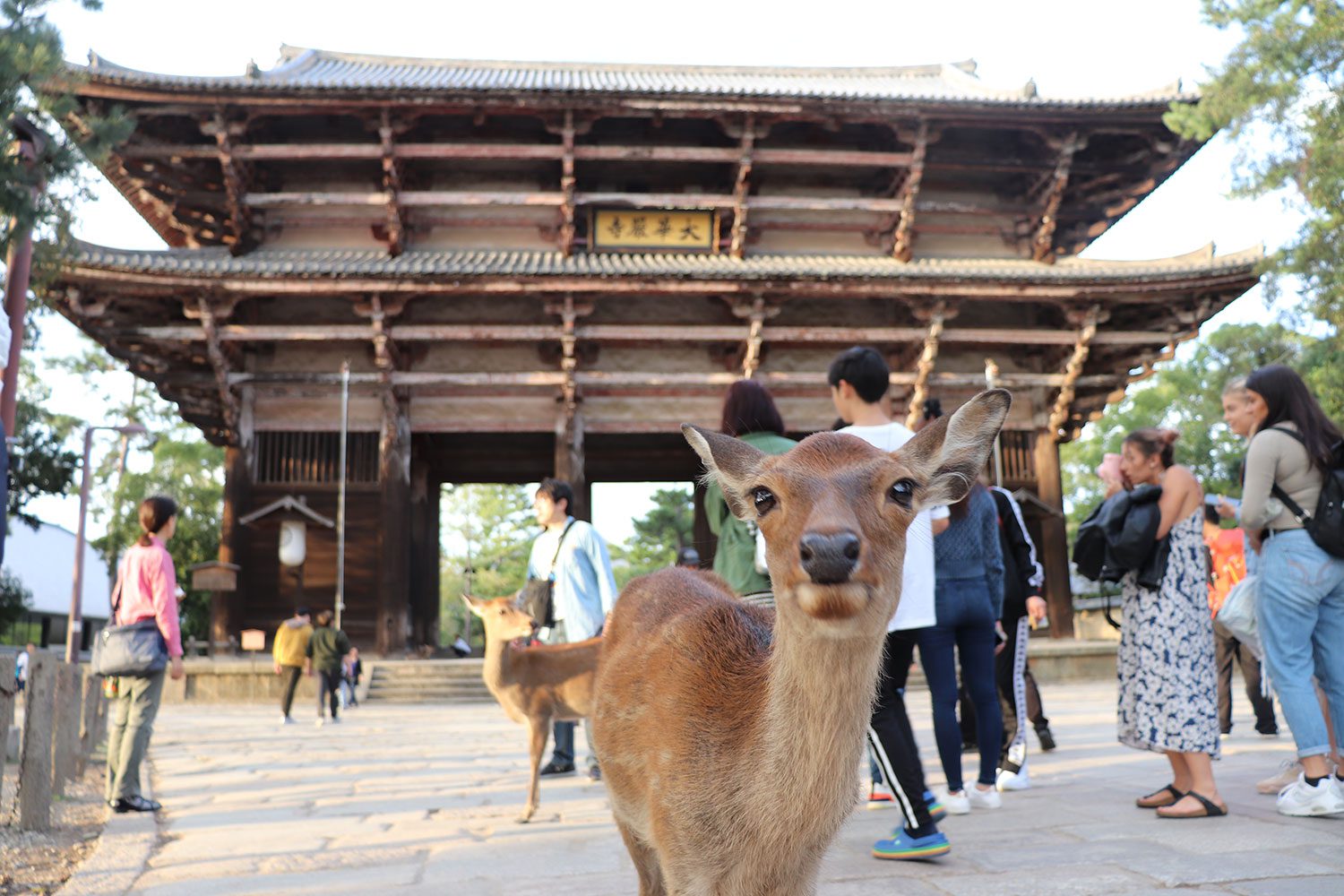 Nara, Japan