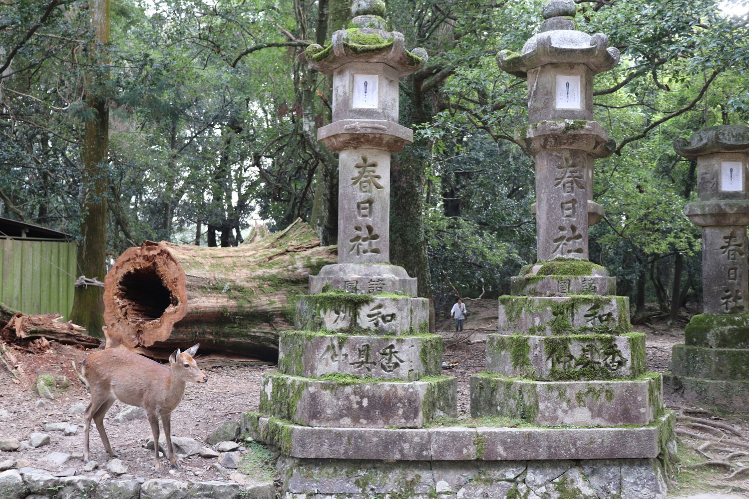 Nara, Japan