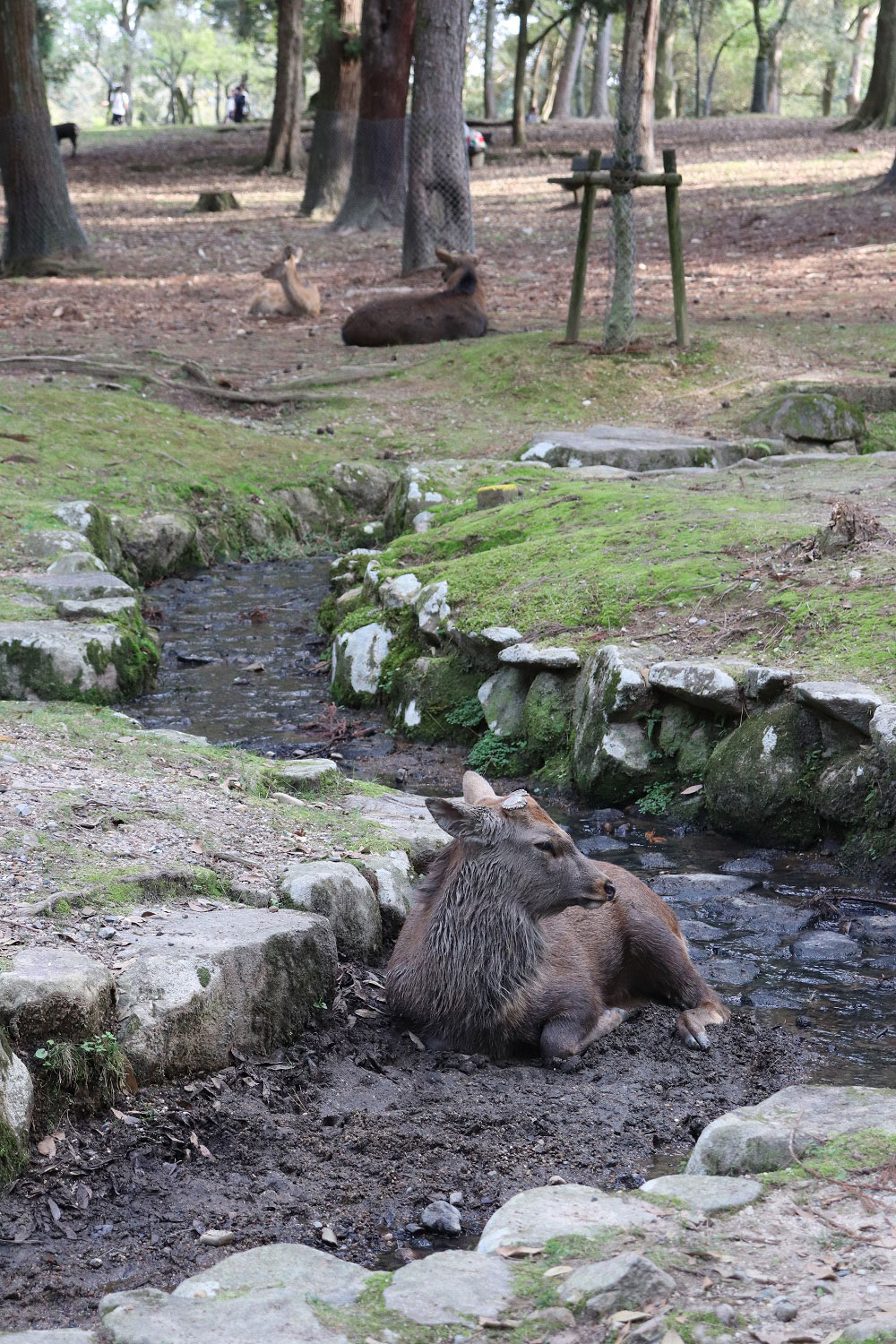 Nara, Japan