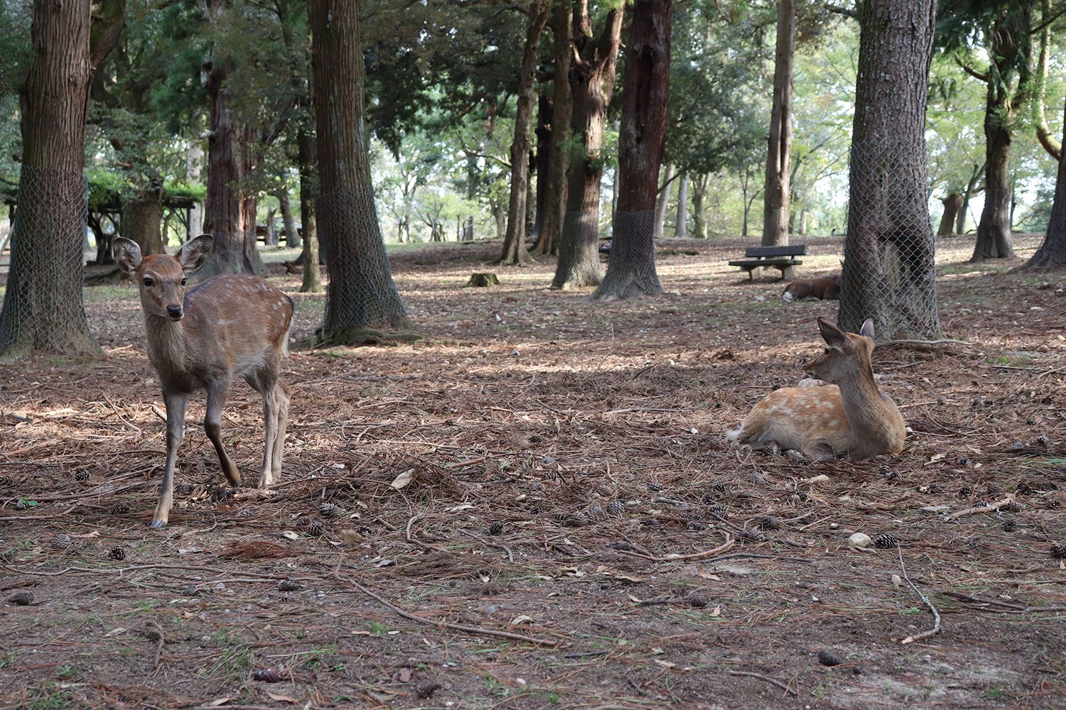 Nara, Japan