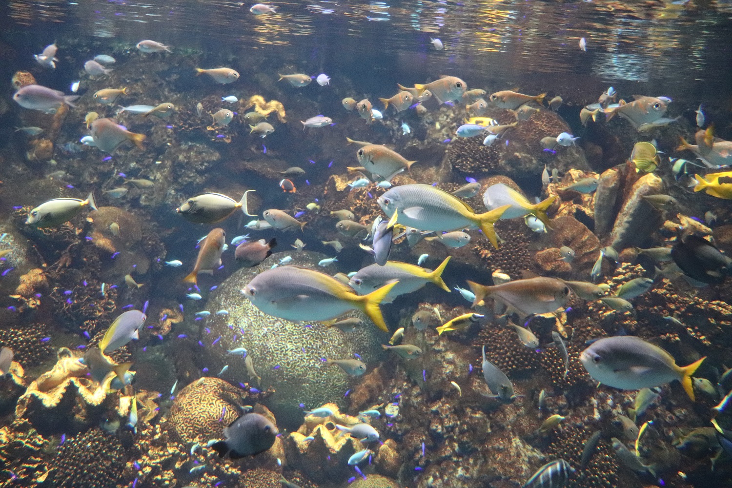 Osaka Aquarium