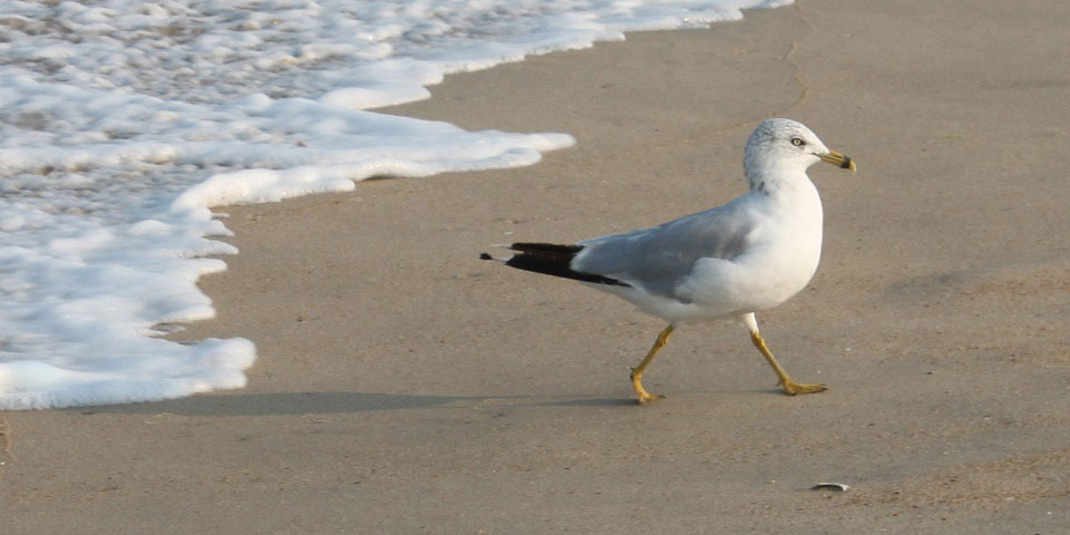Ocean City, MD