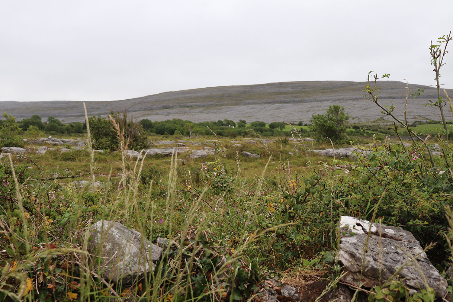 The Burren: Nature in Ireland