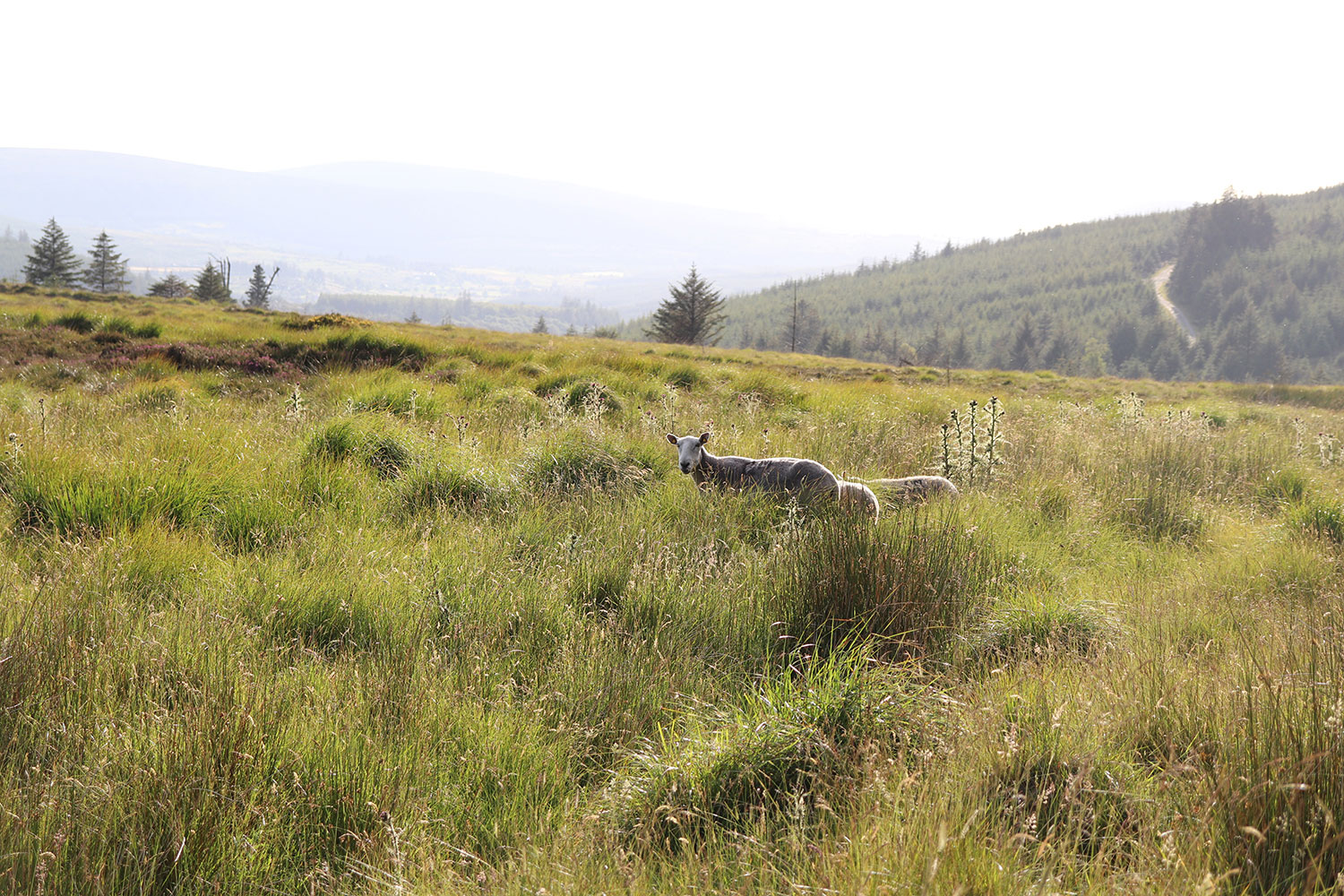 Wicklow Mountains National Park: Nature in Ireland