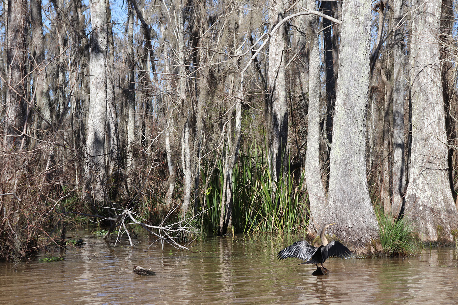 Louisiana Swamp Tour