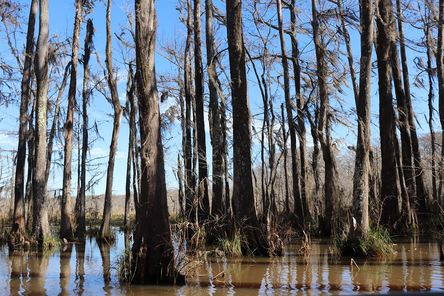 Louisiana Swamp Tour