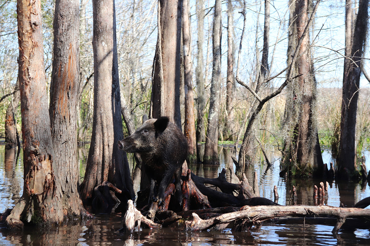 Louisiana Swamp Tour