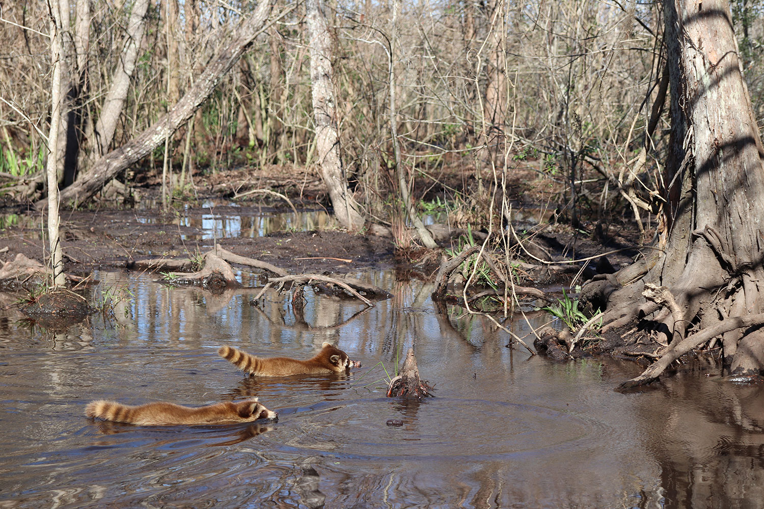 Raccoons in the Louisiana Swamp