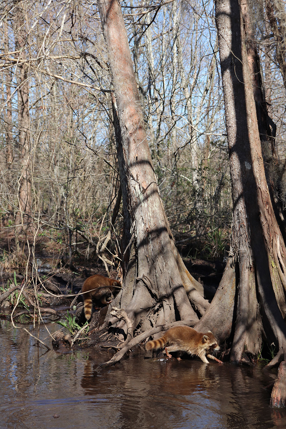 Raccoons in the Louisiana Swamp