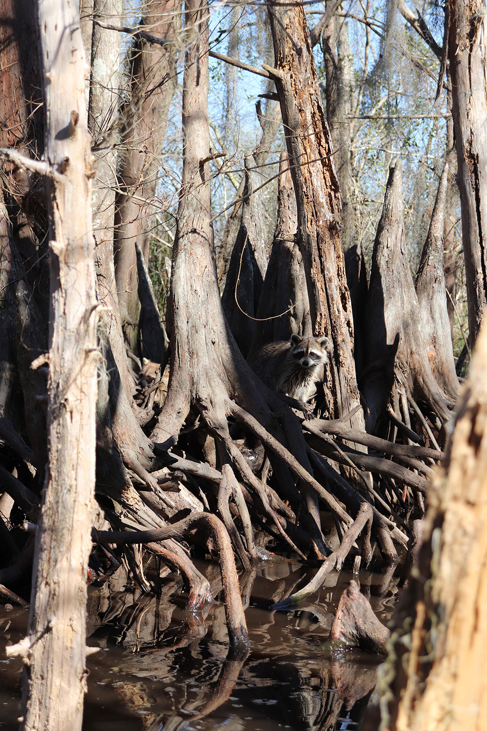 Raccoons in the Louisiana Swamp