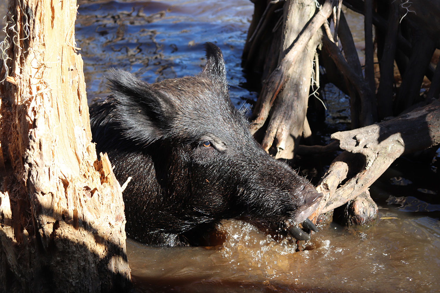 Boar in the Louisiana Swamp