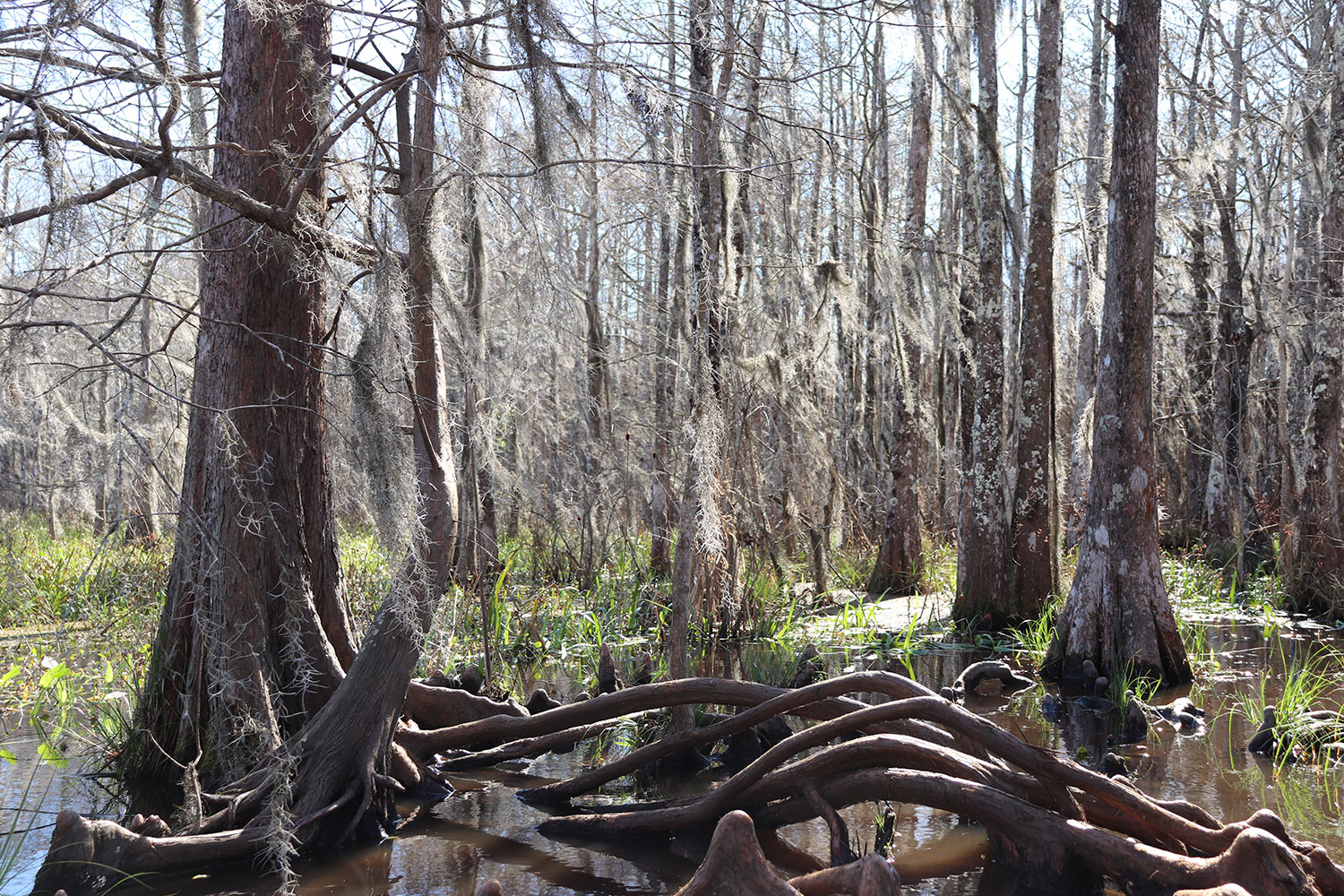 Louisiana Swamp Tour