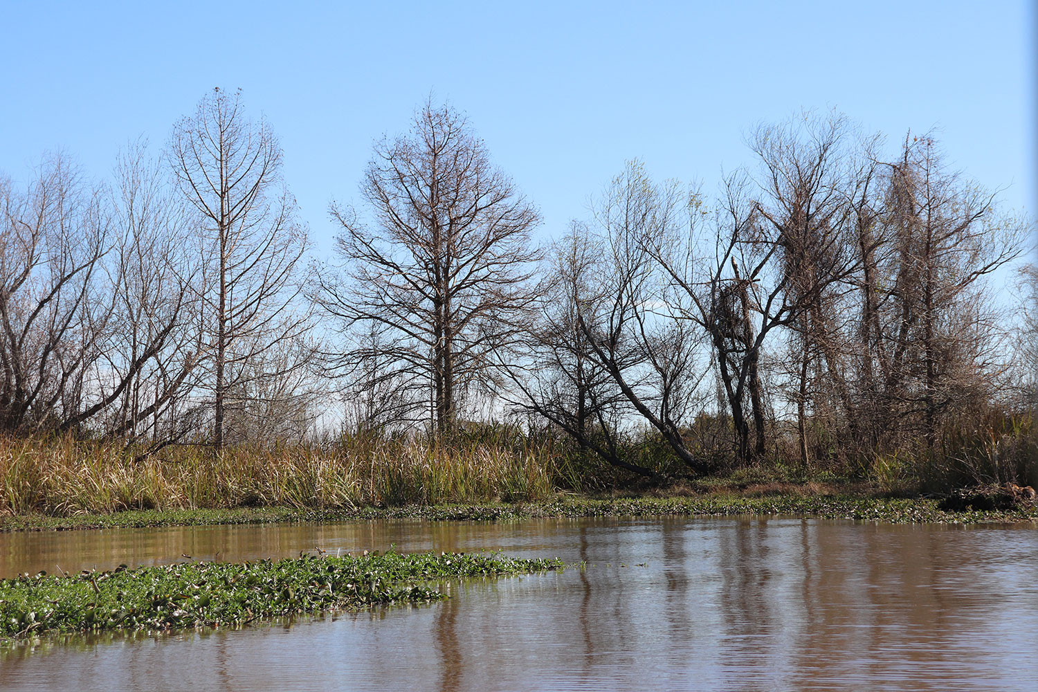 Louisiana Swamp Tour