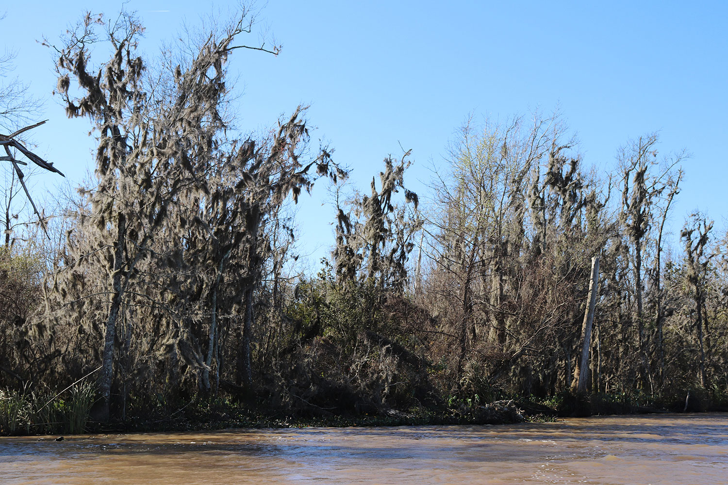 Louisiana Swamp Tour