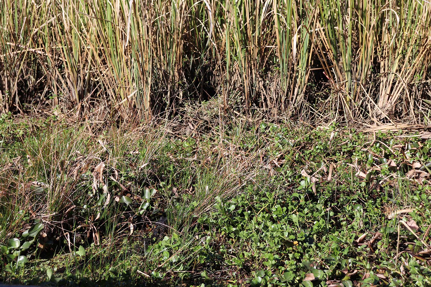 Alligators in the Louisiana Swamp