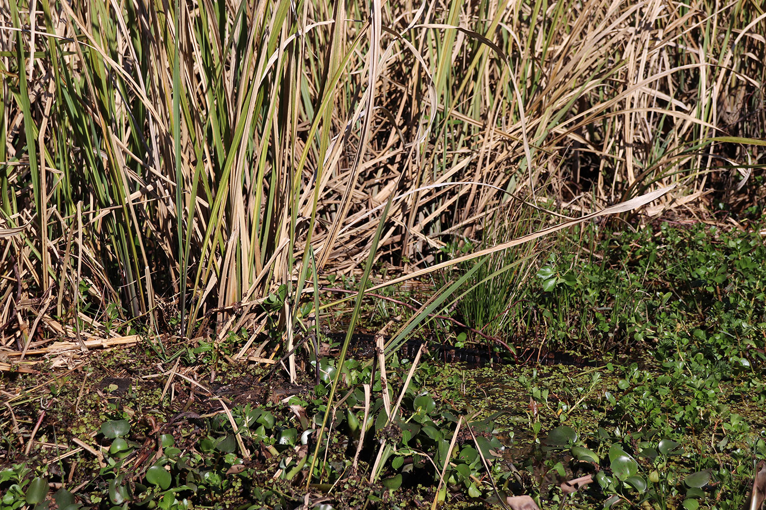 Alligators in the Louisiana Swamp