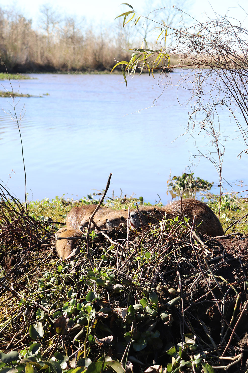 Muskrats in the Louisiana Swamp