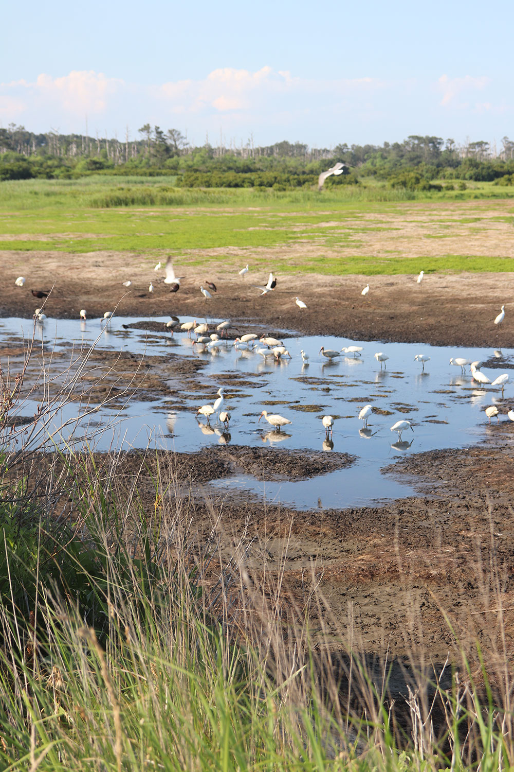 Wildlife Loop, Chincoteague Wildlife Refuge