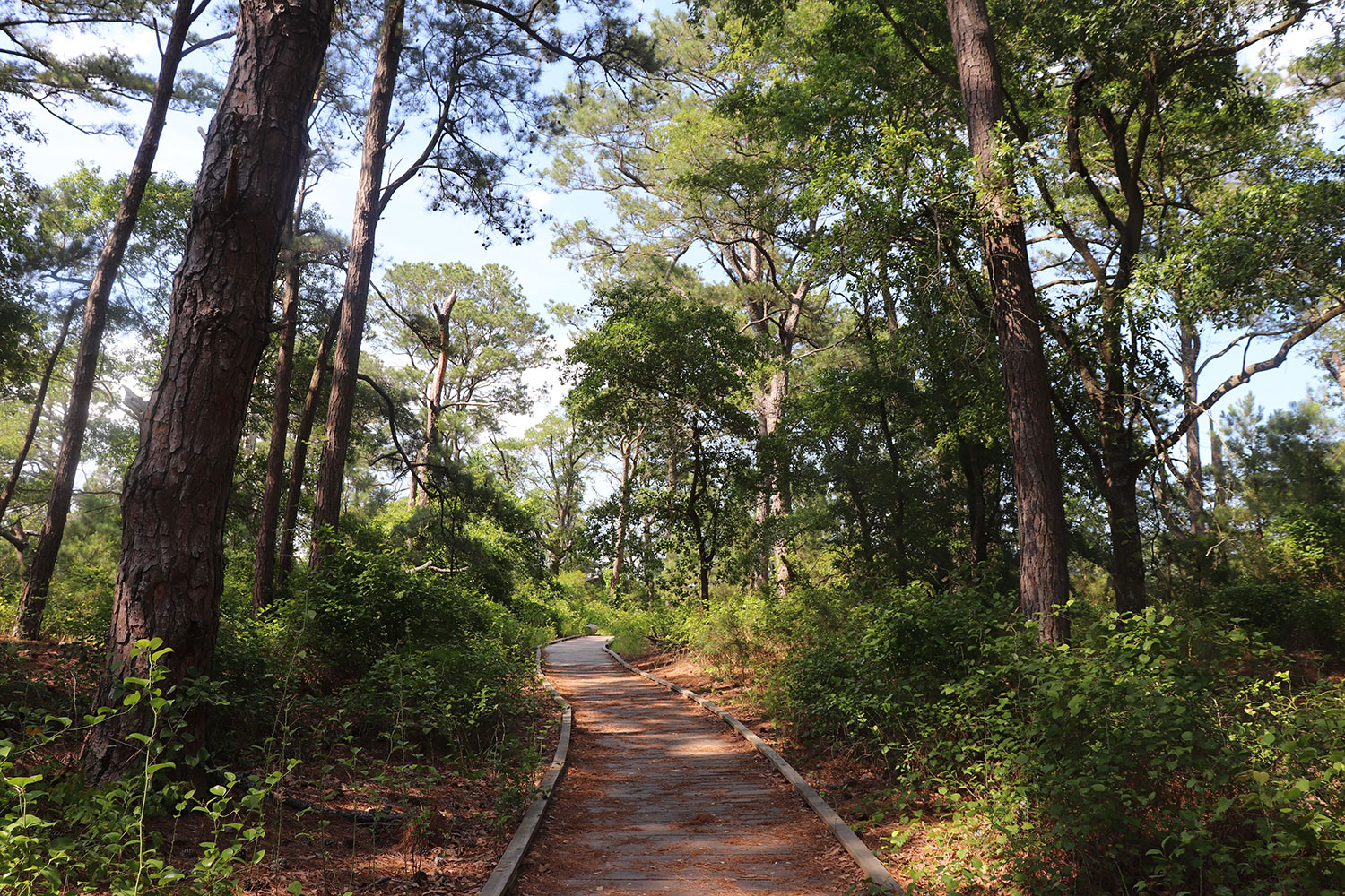 Woodland Trail, Chincoteague Wildlife Refuge