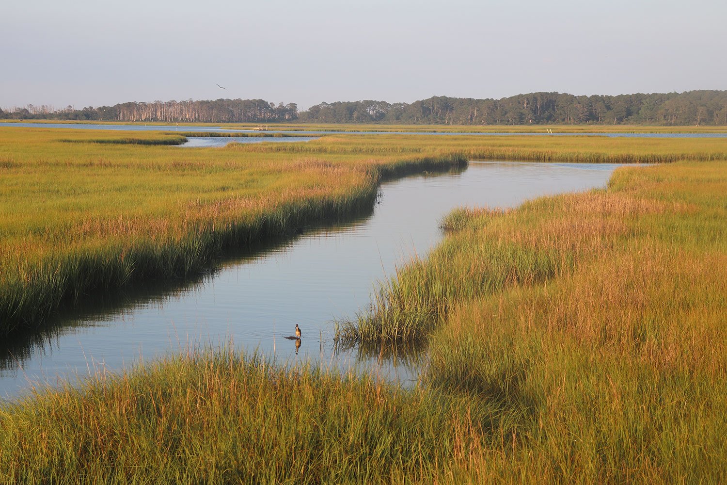 Chincoteague Island, Virginia