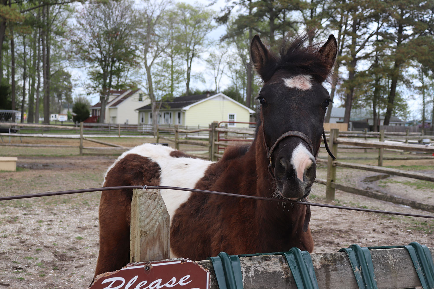 Chincoteague Ponies