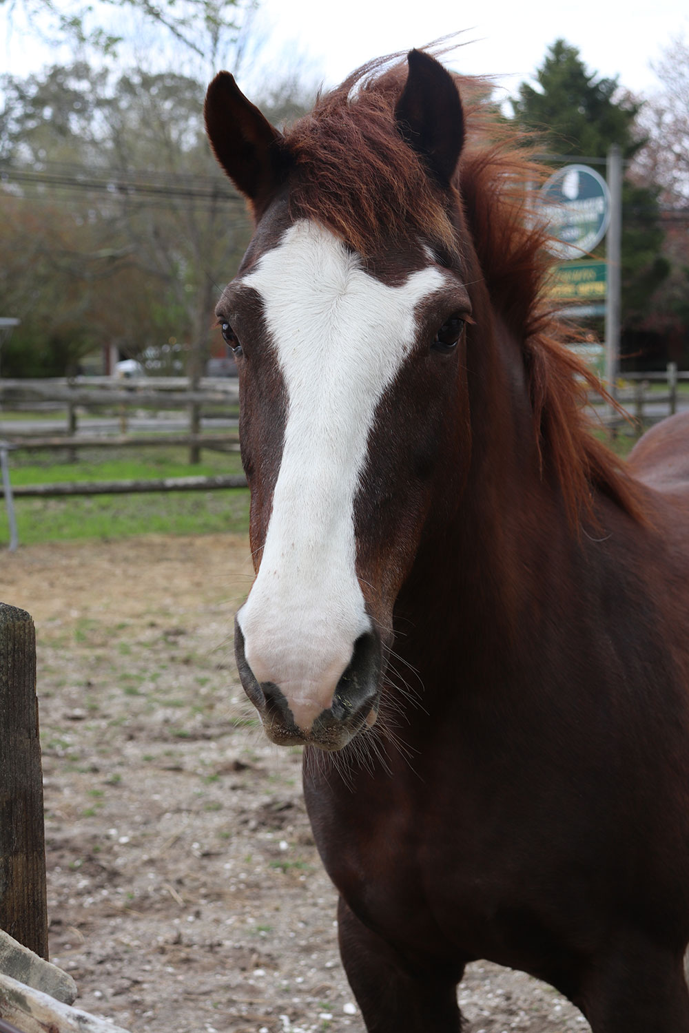 Chincoteague Ponies