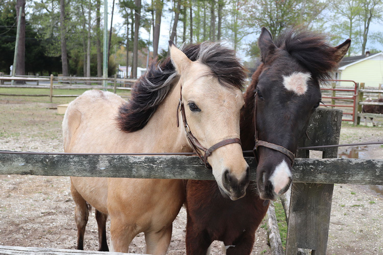 Chincoteague Ponies