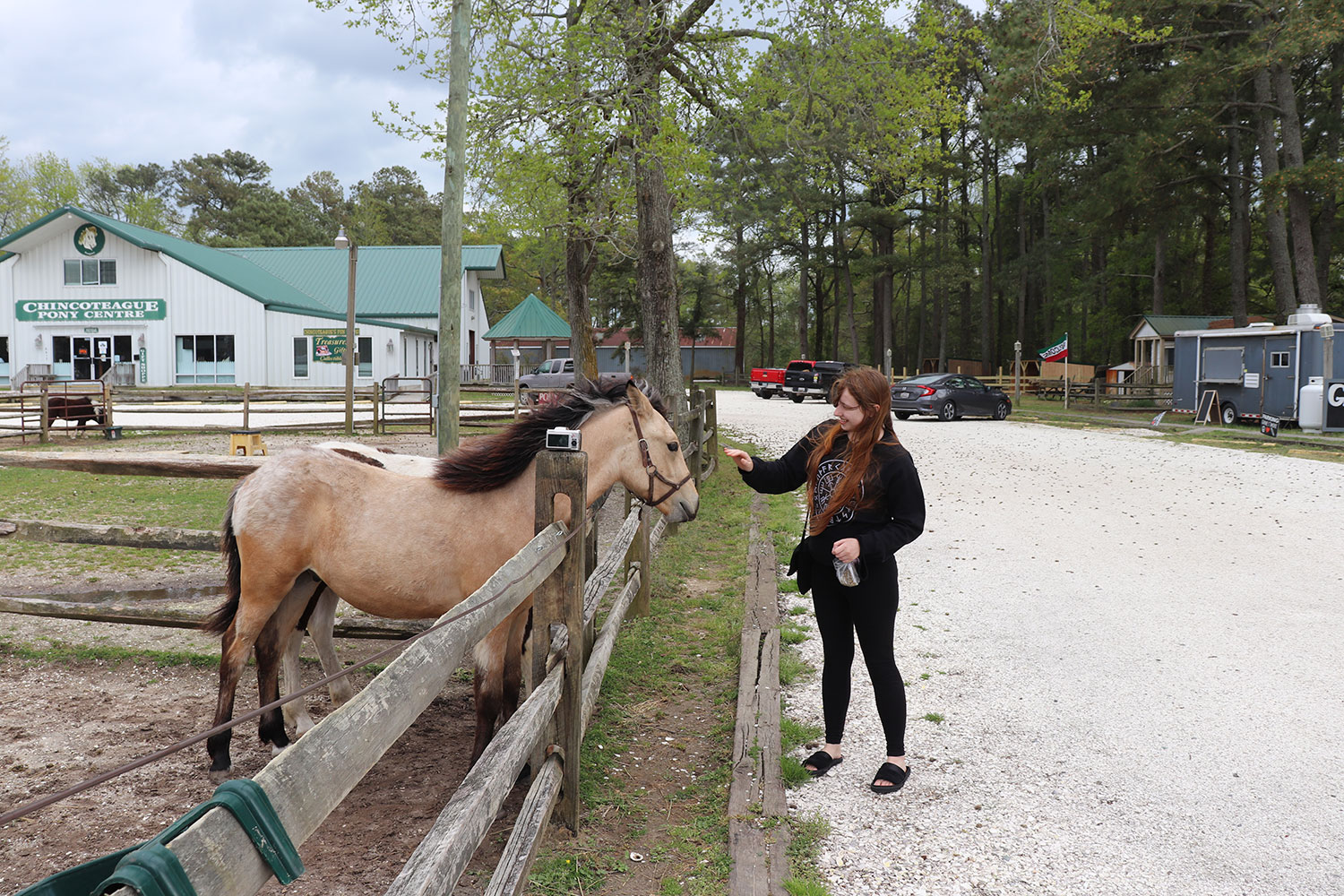 Chincoteague Ponies