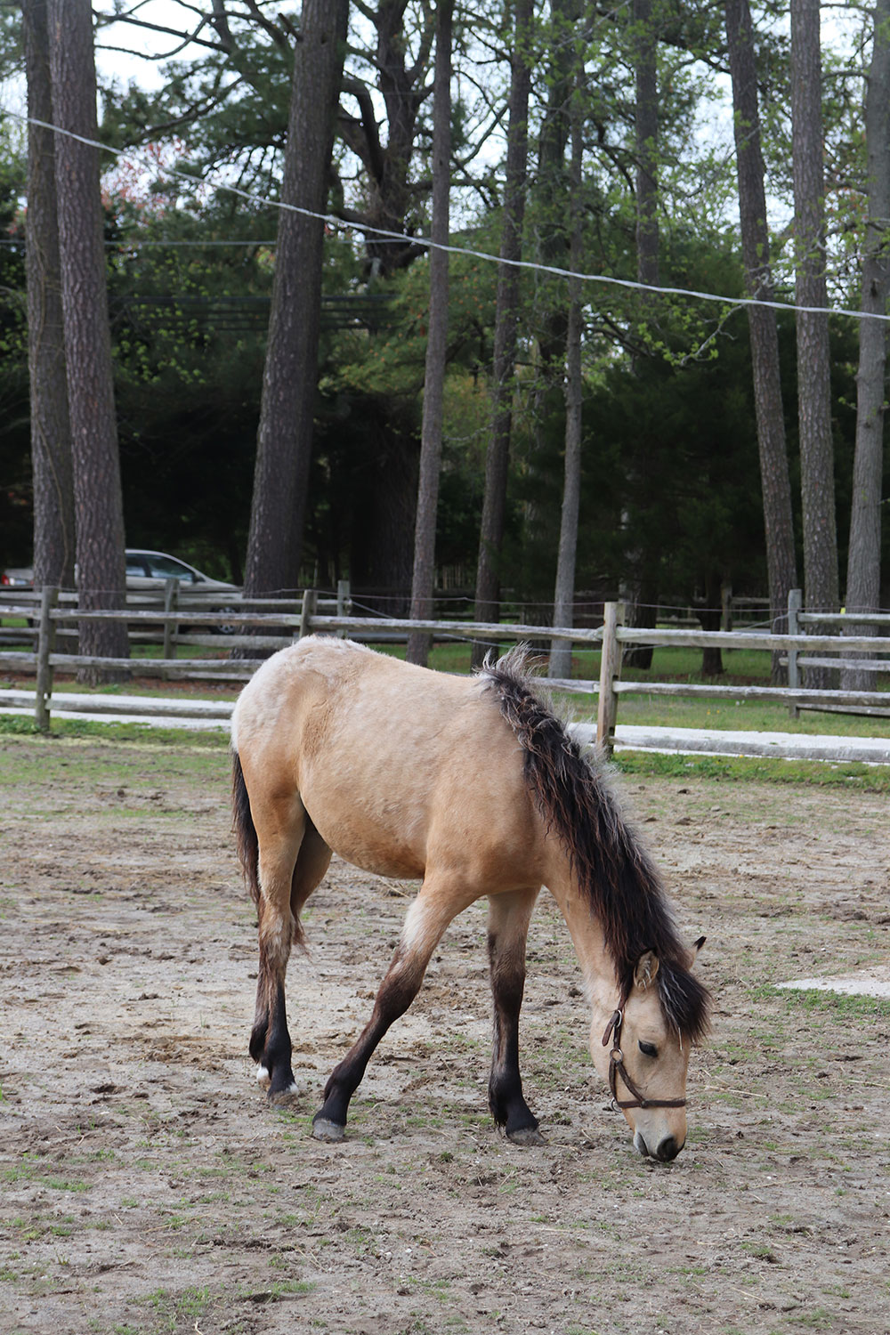 Chincoteague Ponies